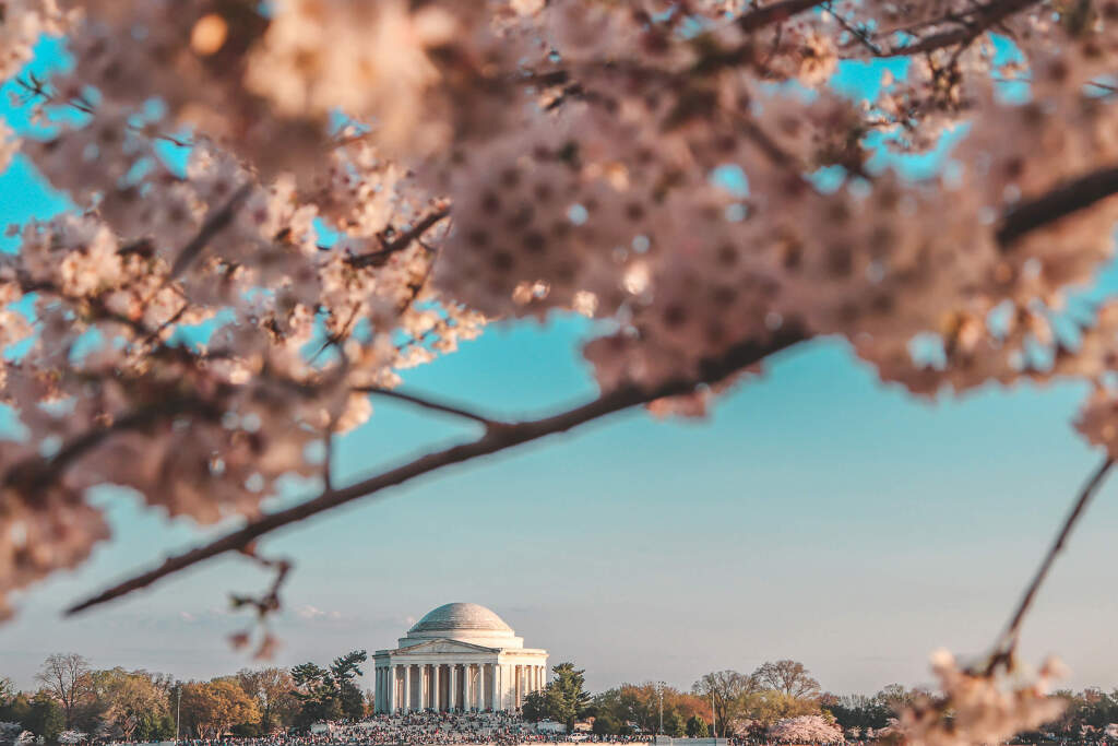 An image of the US Capitol with cherry blossoms